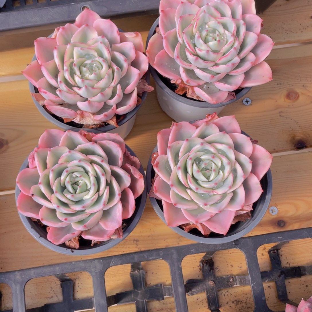 182号 奶油黄桃锦大单头一个