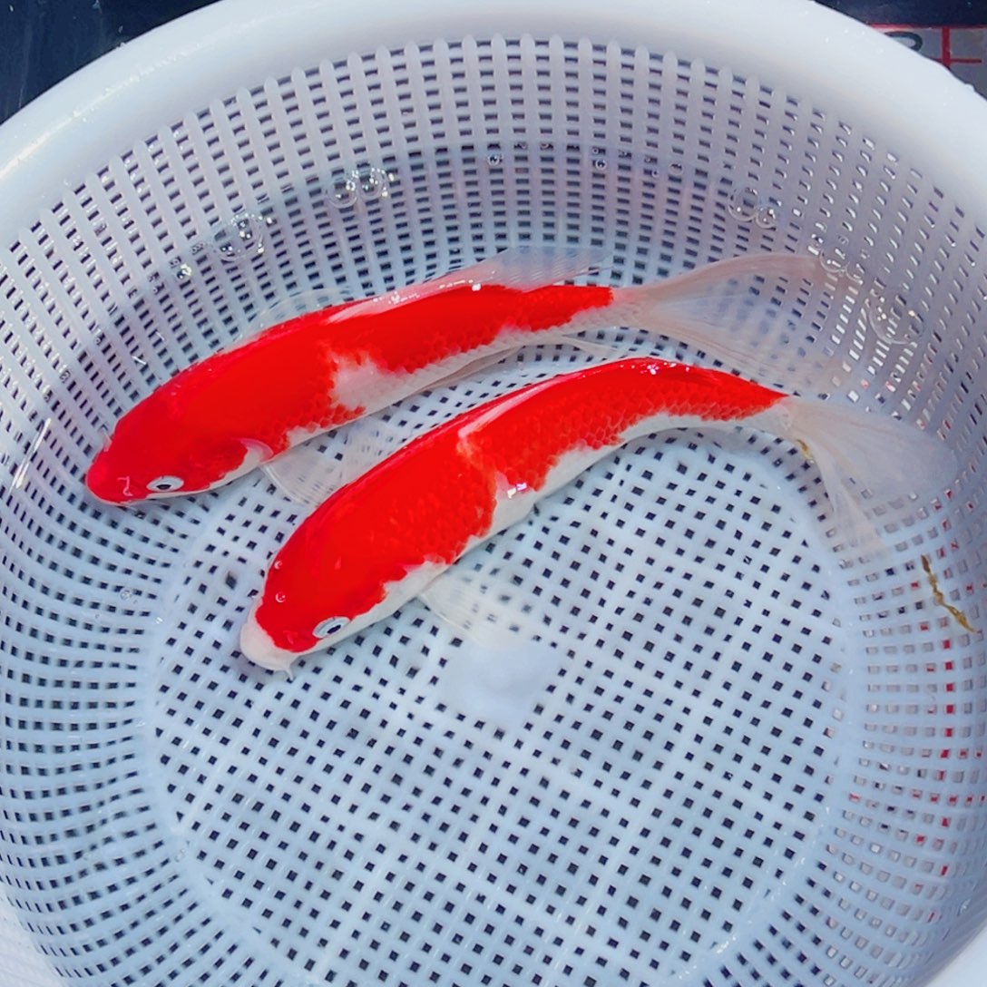 锦鲤锦鲤观赏鱼1111