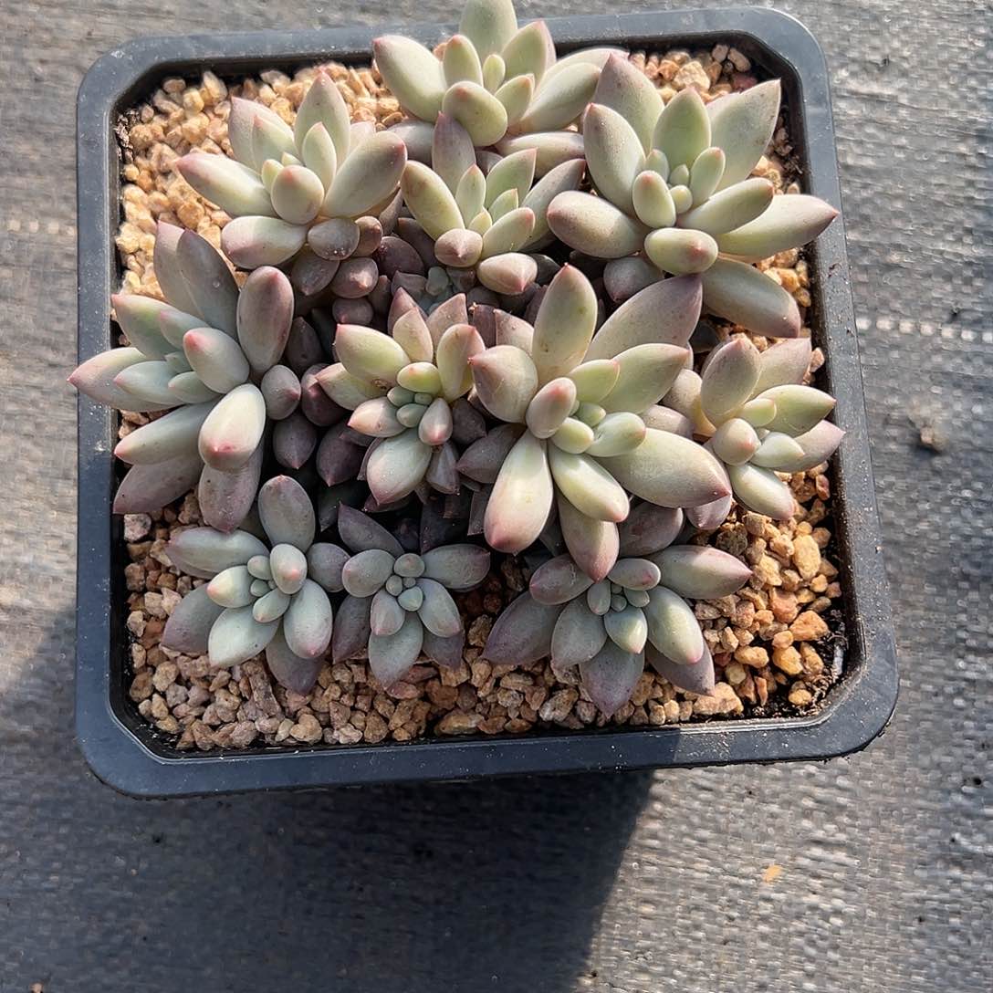 【闪购商品】黄体红蜻蜓