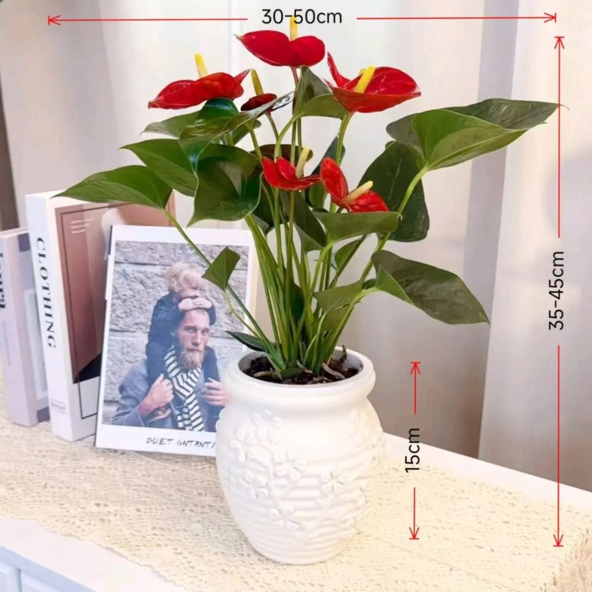 红掌植物水培带花花苞35-45CM办公室室内绿植盆栽室内绿植盆栽