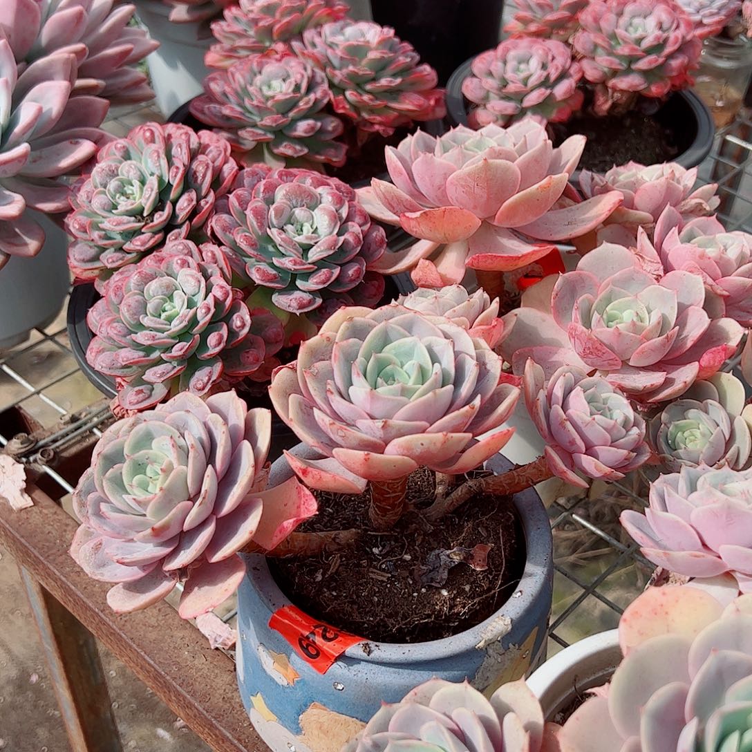蓝色苍鹭多头大盆老桩精品