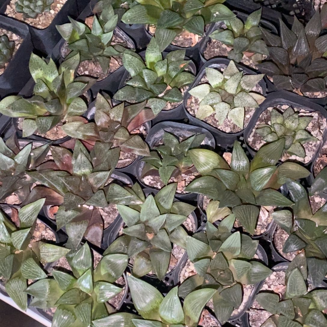 2717 一颗实生大寿  整点福利