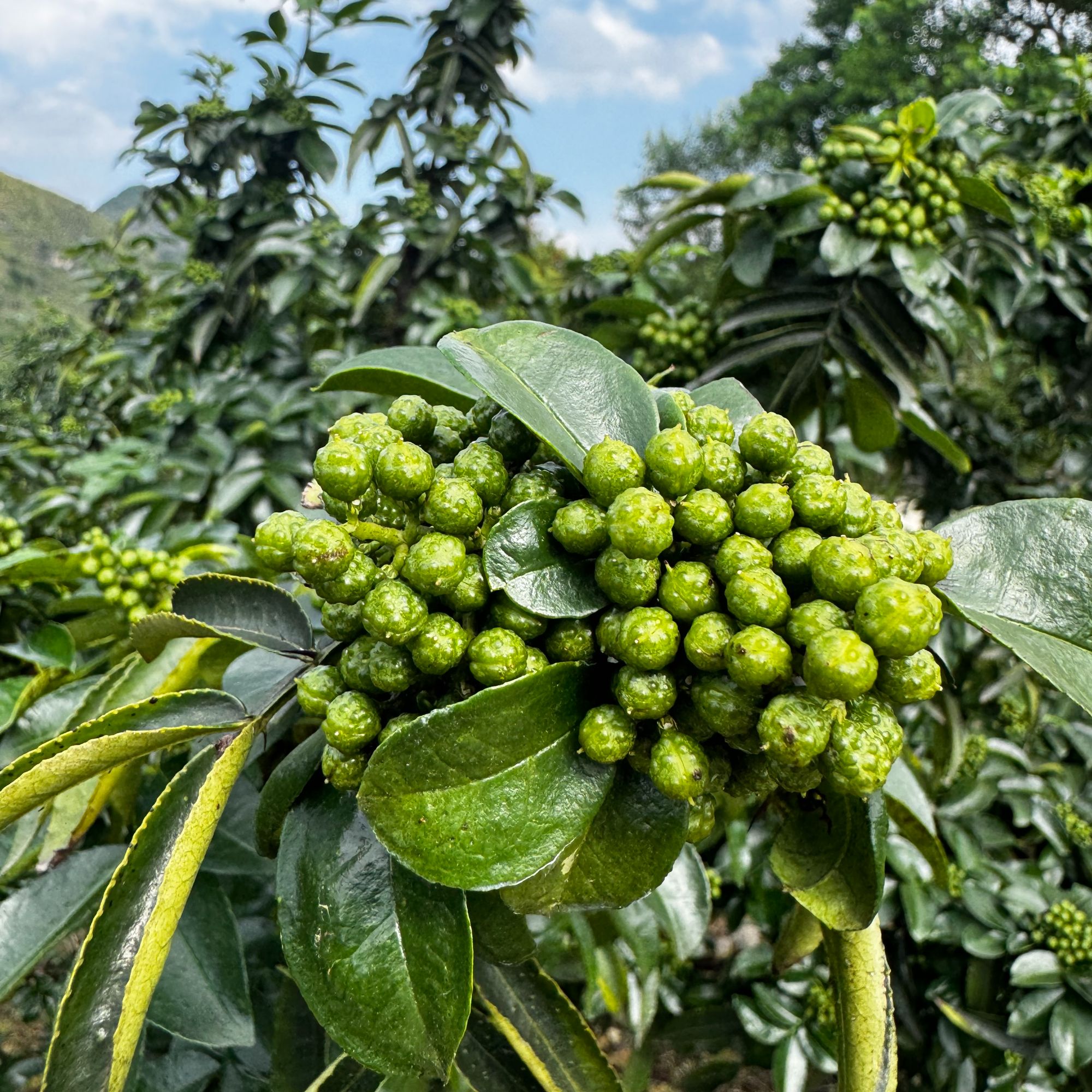 【干部助农代购】贵州高山农家新鲜特麻现摘青花椒
