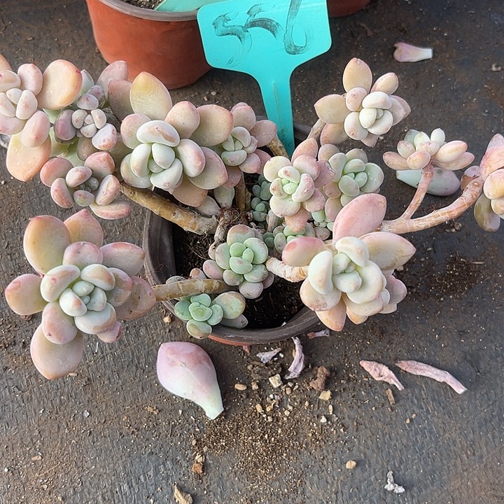 福利出肉，两单包邮556洛神