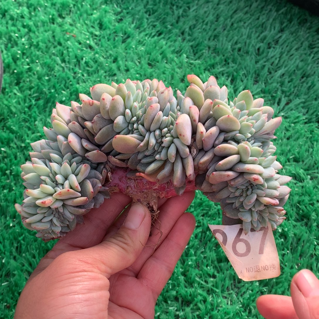 967橙子缀多肉植物