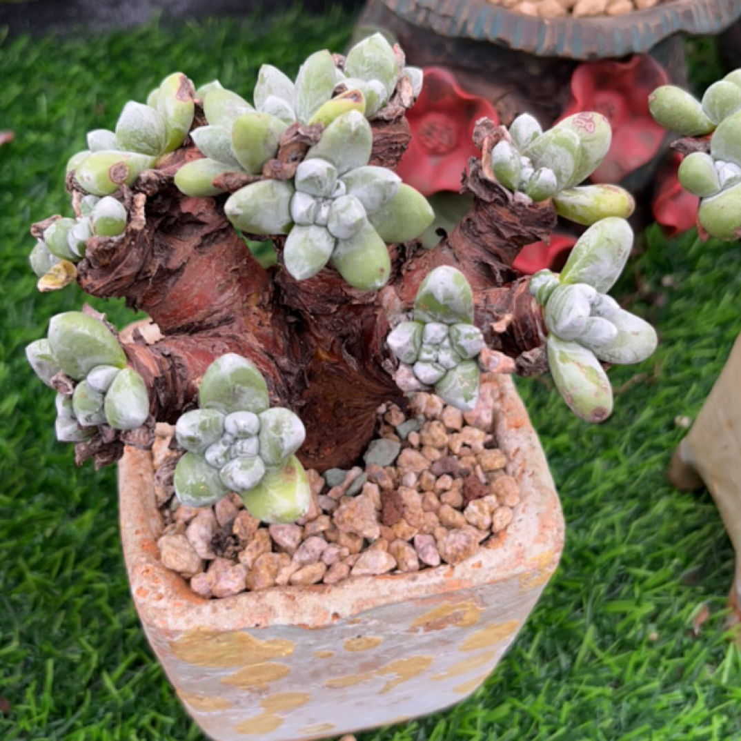 绿豆拇指仙女杯老桩