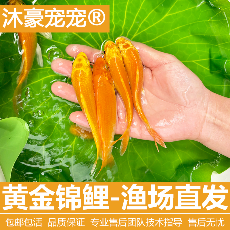 沐豪宠宠【黄金锦鲤】好看耐活活体精品冷水观赏鱼无需加温冬天可养