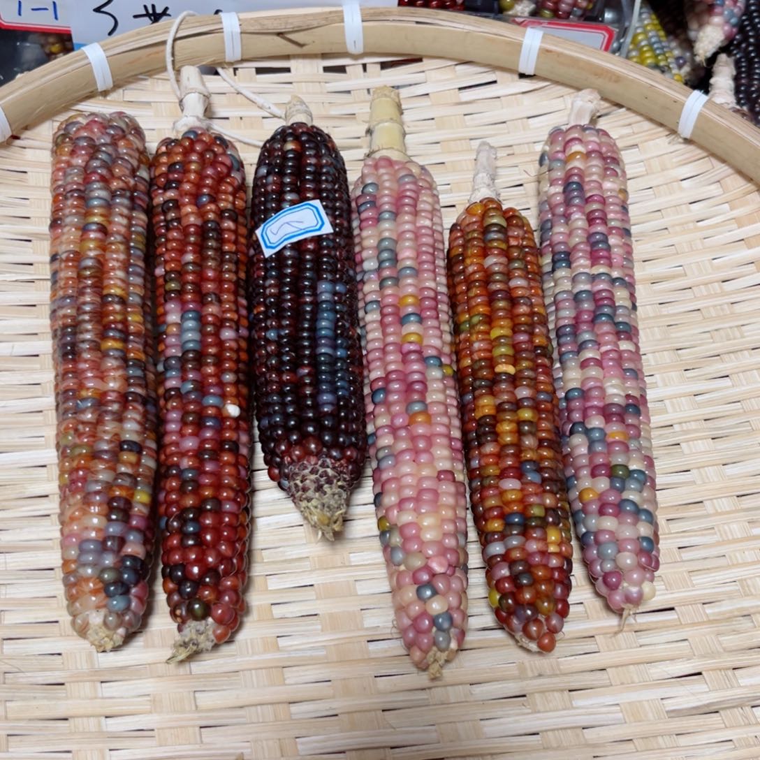 小***）直播间七彩文玩玉米不退换