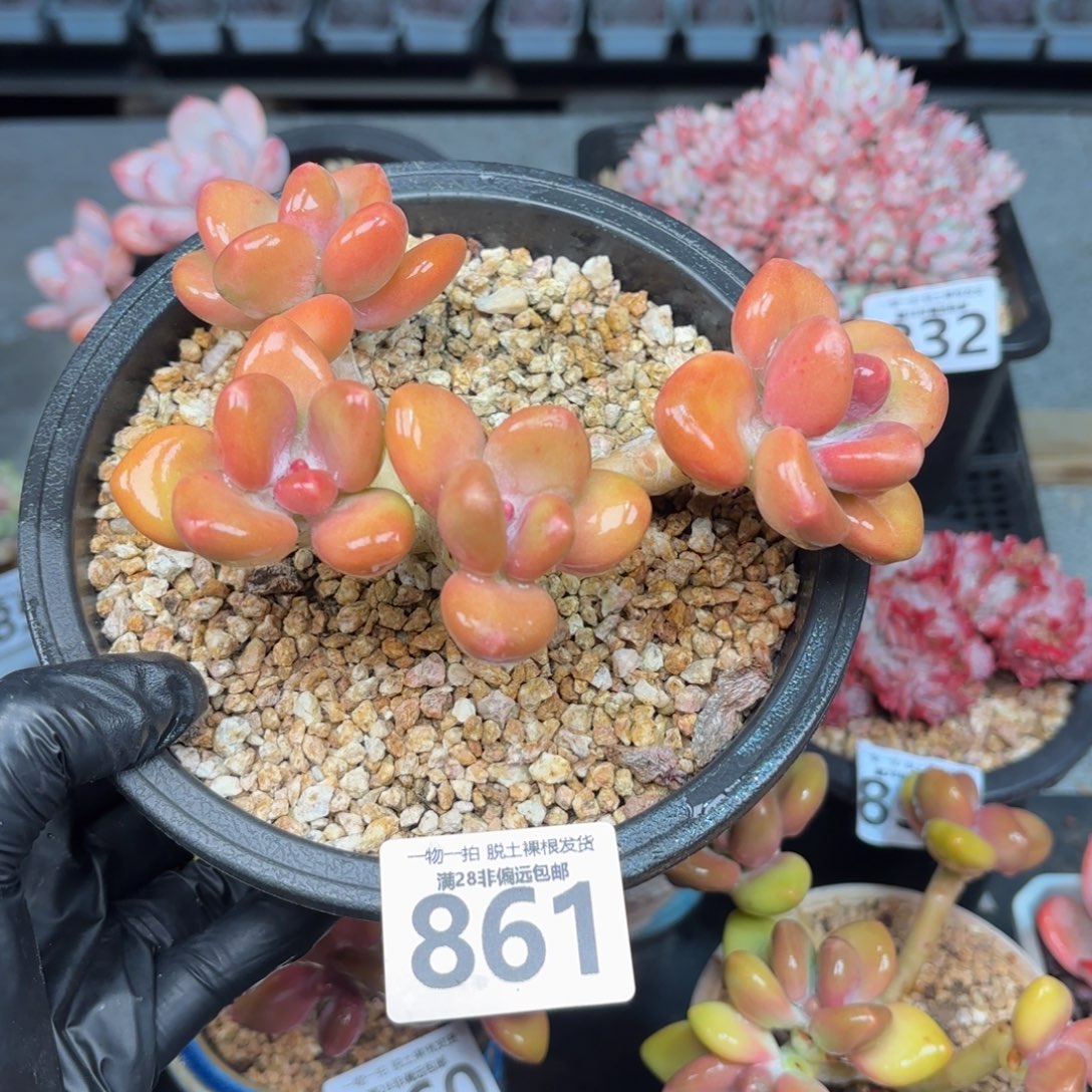 芒果KK奶无盆土发货