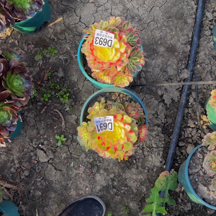 @***H荔枝花花30-44包邮两个