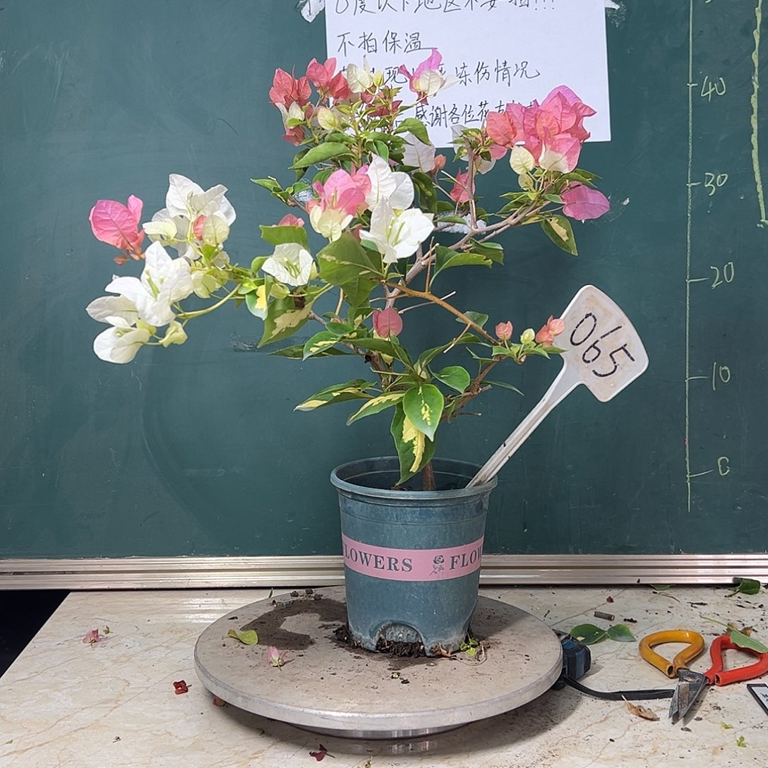 完全开放  金心橙白  065