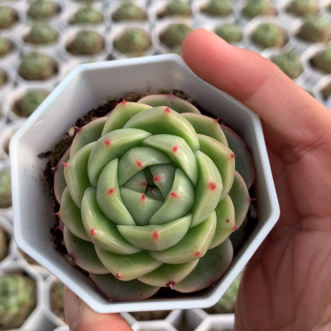 圆叶珍妮单头103