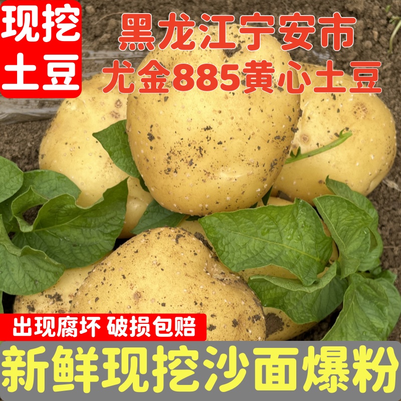 黑龙江现挖885黄心土豆新鲜沙糯粉面