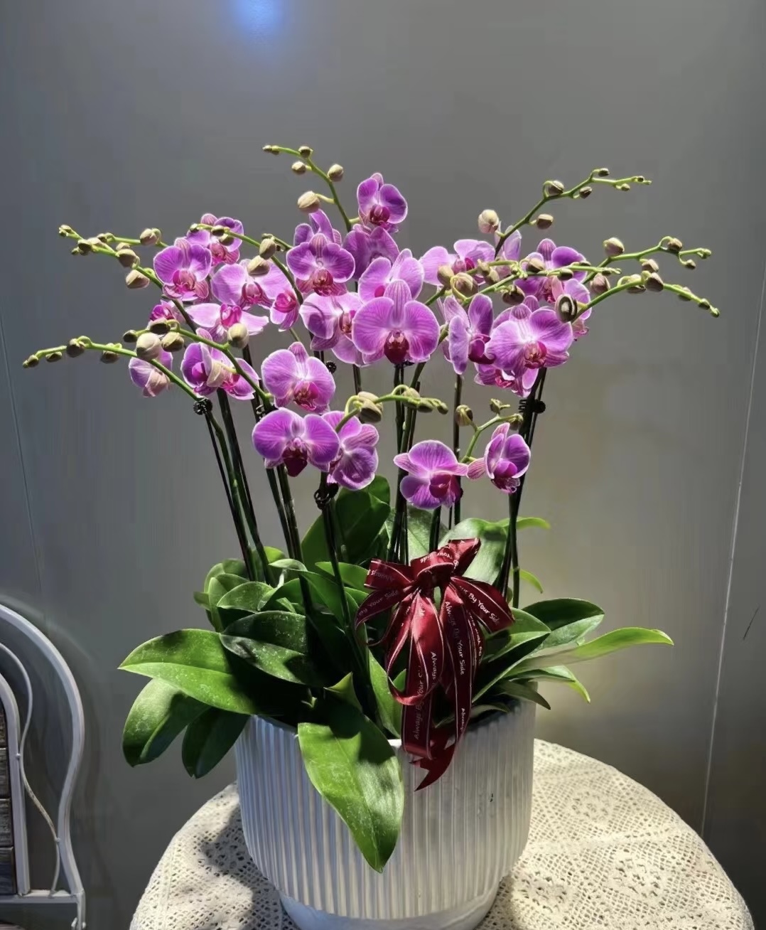 蝴蝶兰——小安妮(任意两颗包邮只拍一颗发苗)