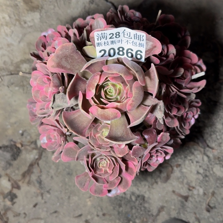20866南凤冠多肉植物