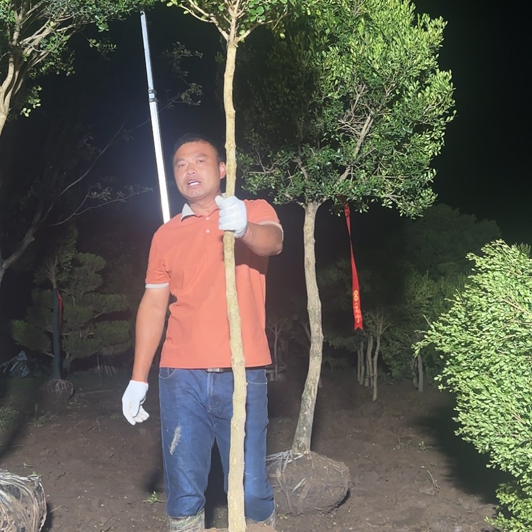 无花朵瓜子黄杨高干