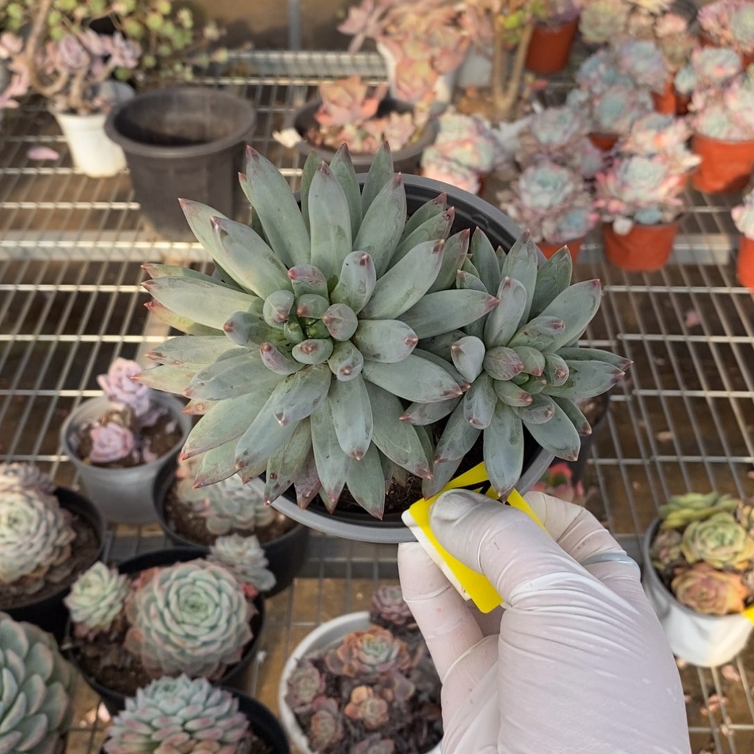 306不知名一物一拍