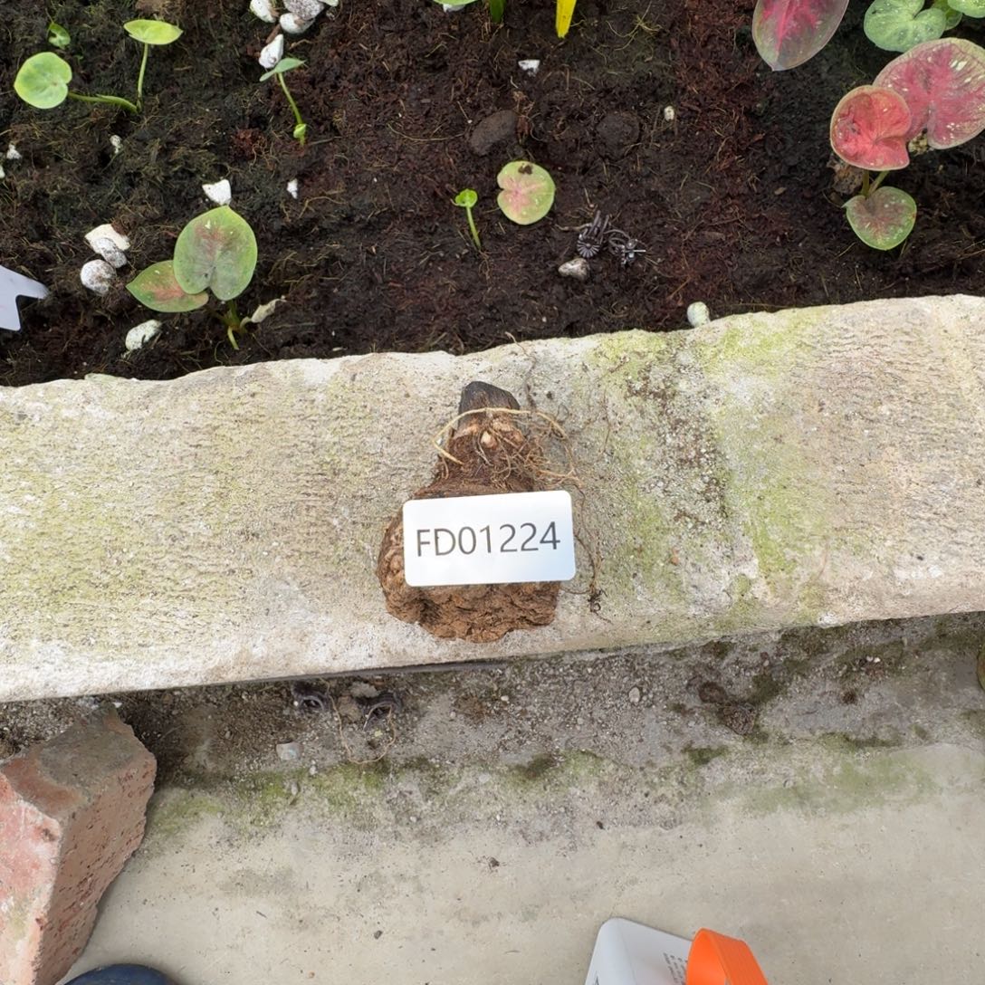 建****无花朵柠檬果汁5级福利01224