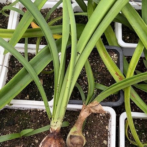 二*?兰尼2+鬼魅三➕有标包对版