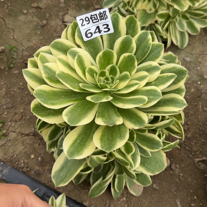 迈巴赫……多肉植物……