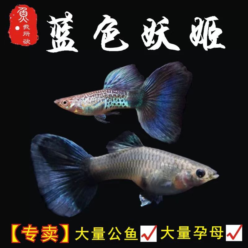 蓝色妖姬孔雀鱼小型热带淡水鱼活鱼观赏鱼
