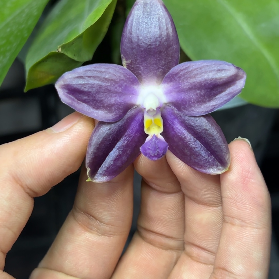 完全开放l132八寸柳林3488