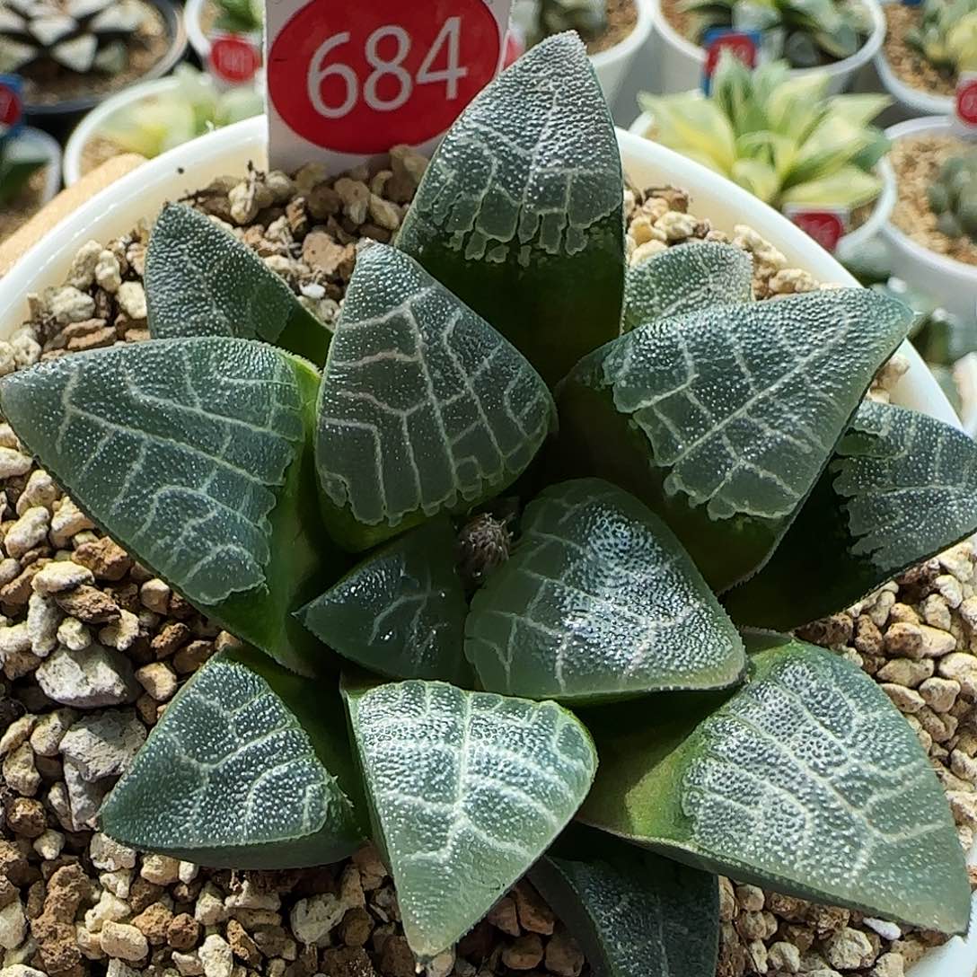 684号实生磨砂克7左右一物一拍带盆土