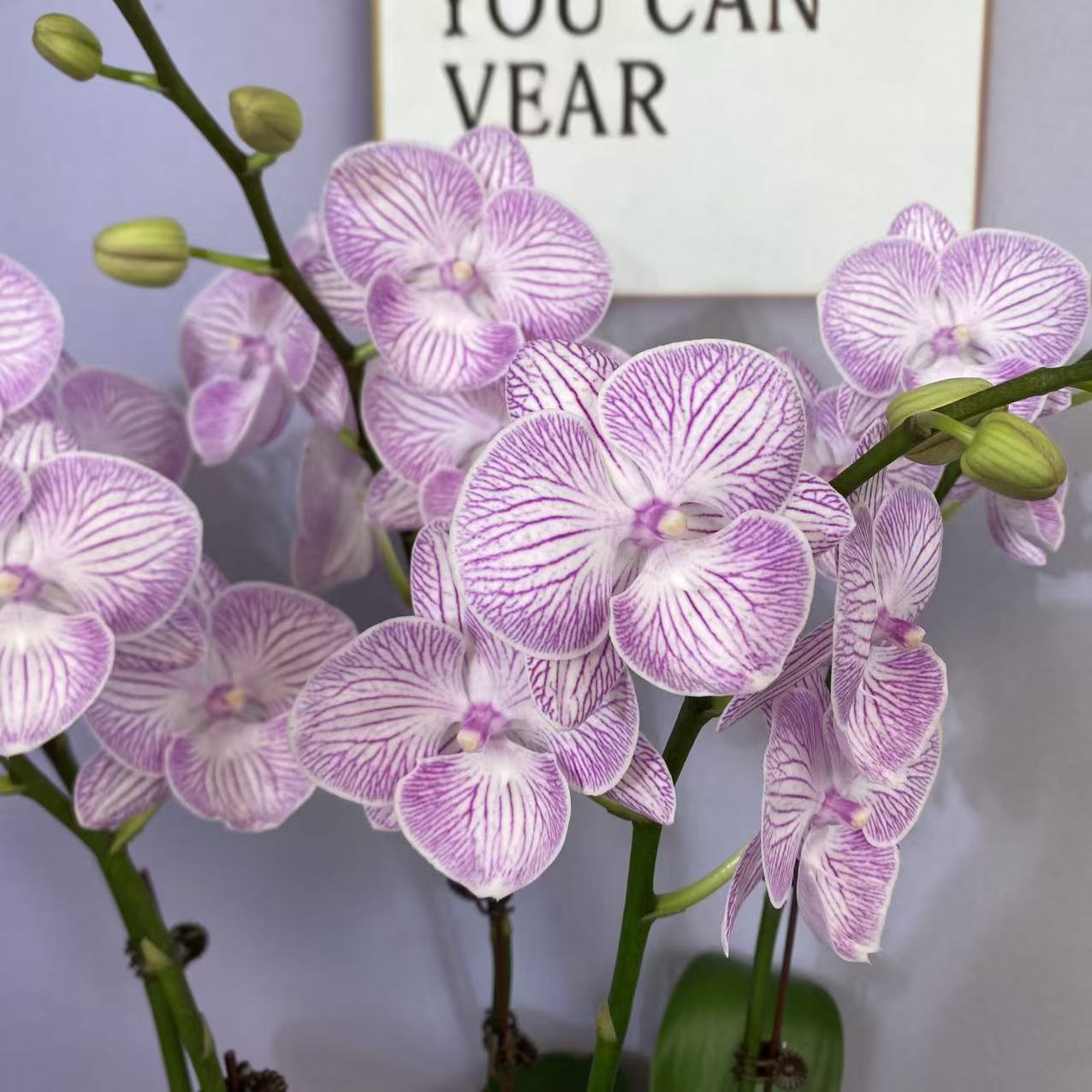 A3{魔幻精灵}中花型蝴蝶兰带花苞