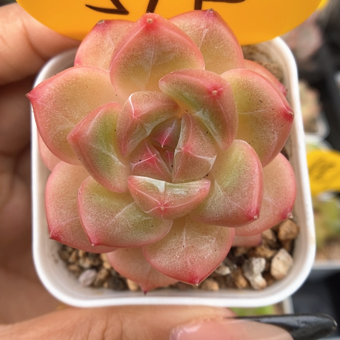 爱丽丝珍妮515号。 