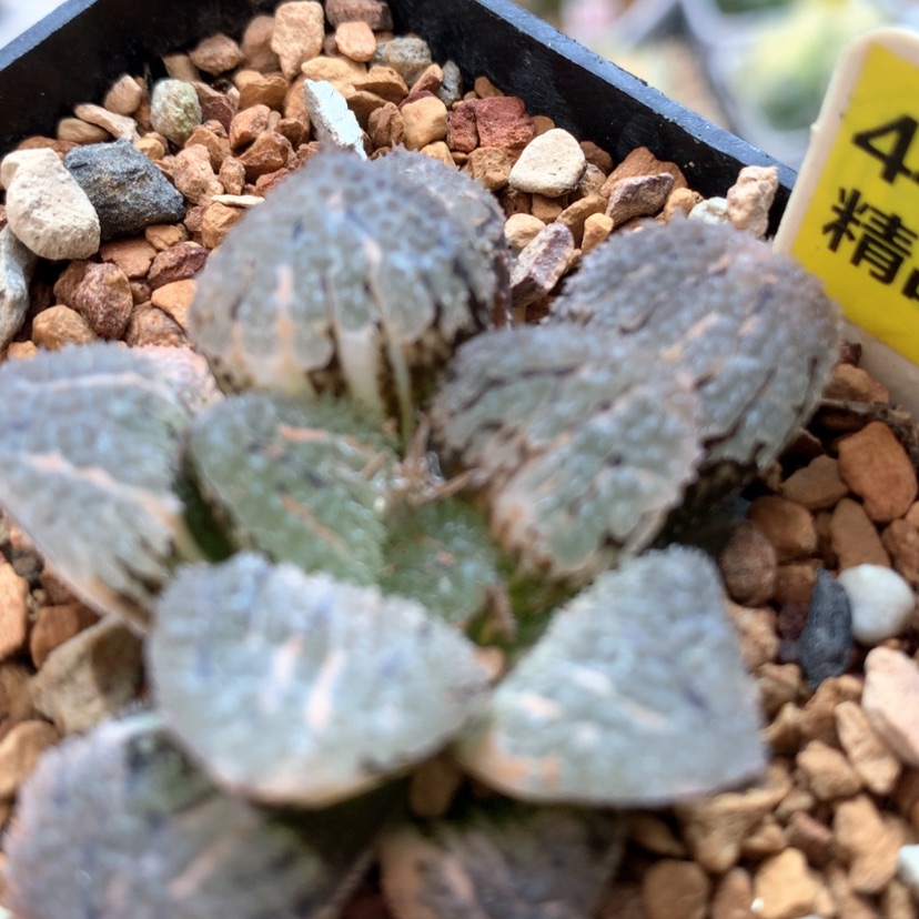 【闪购商品】446具味城