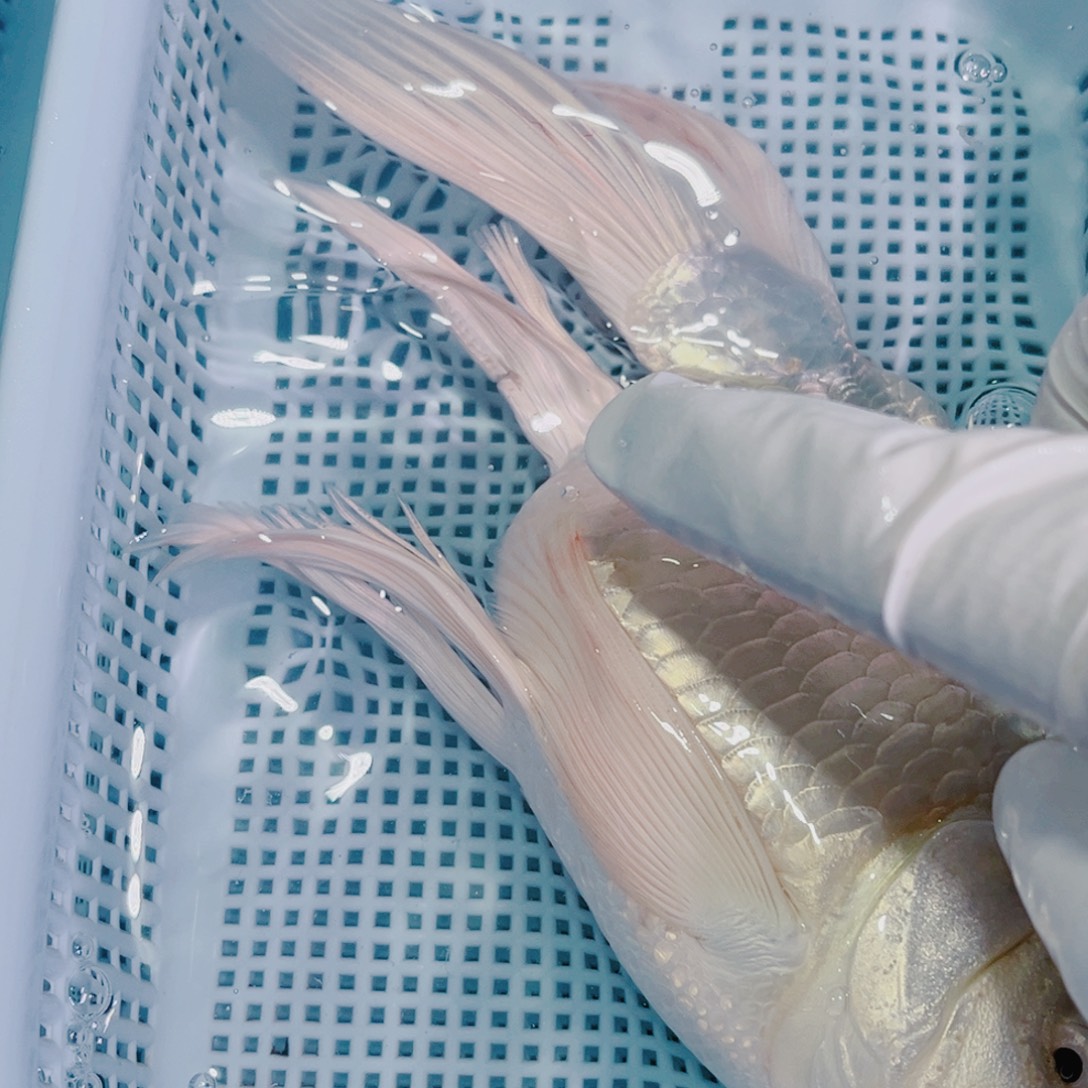 锦鲤锦鲤冷水鱼观赏130