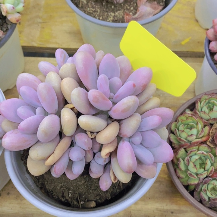 开心多肉植物多肉