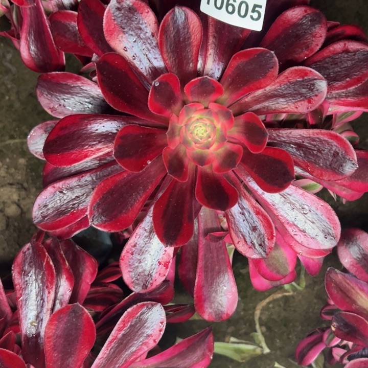 10605南美杜莎多肉植物