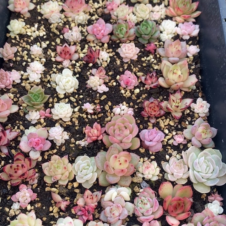 12 多肉植物盆栽花卉