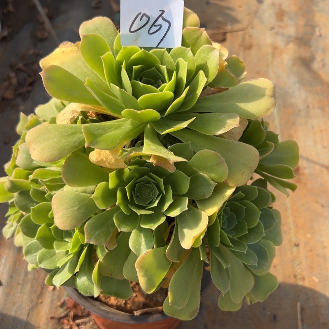 067绿杨蓉多肉法师