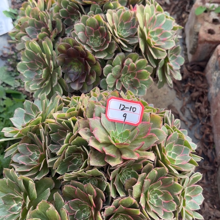 两颗莲花座多肉法师不包损9