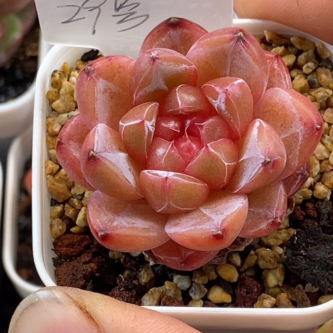 天官赐福百无禁忌