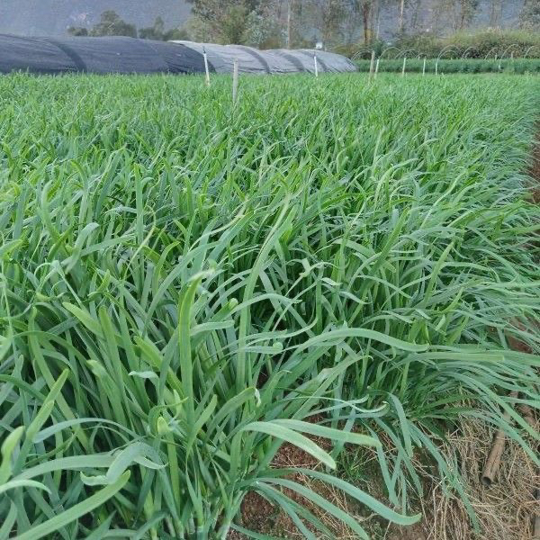 云南新鲜宽叶韭菜露天种植现采现发