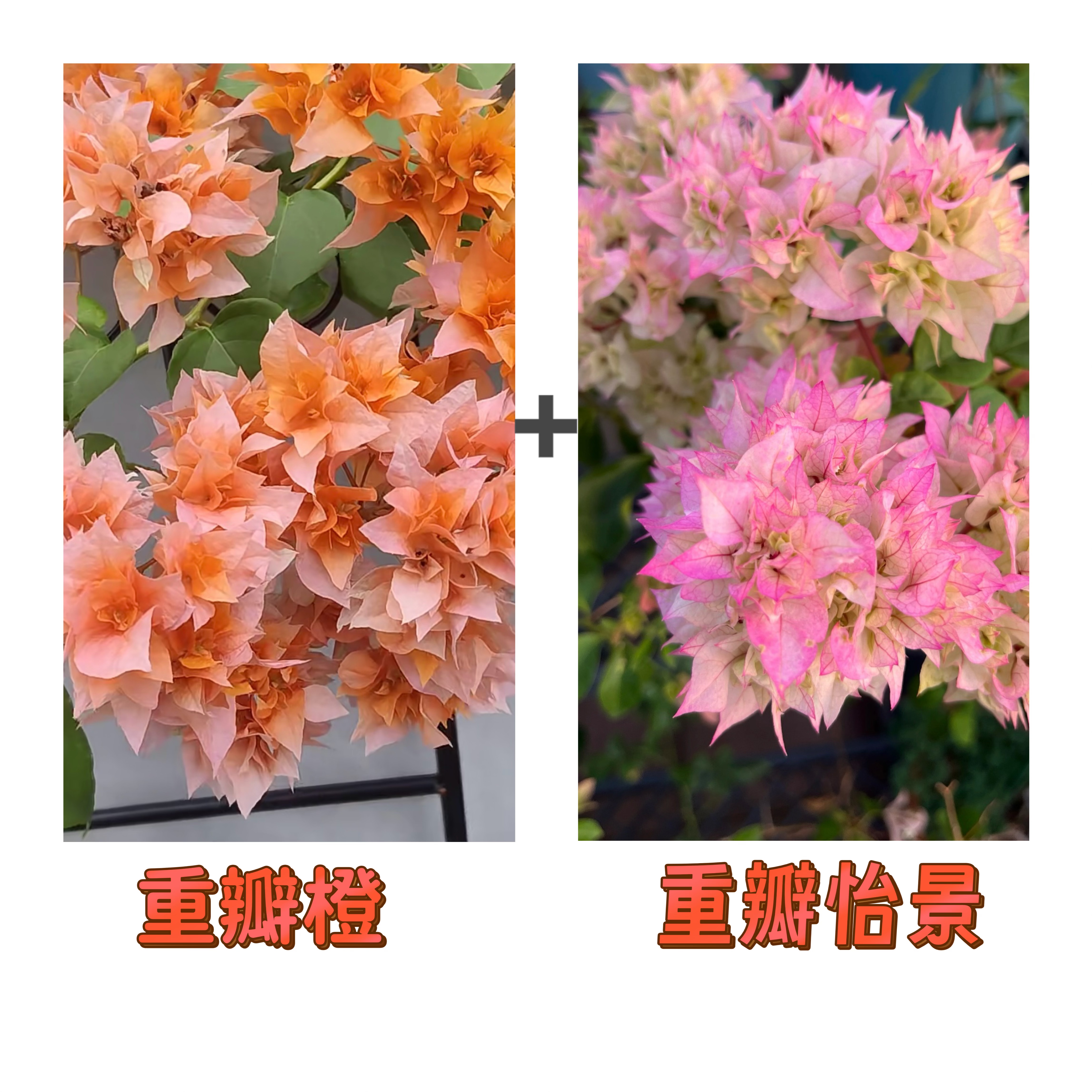 （重瓣橙+重瓣怡景） 到手2棵  三角梅 四季开花阳台庭院可养