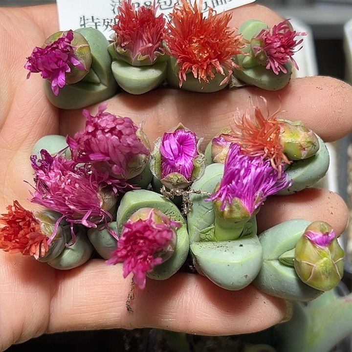 006号开播特价金玲14个