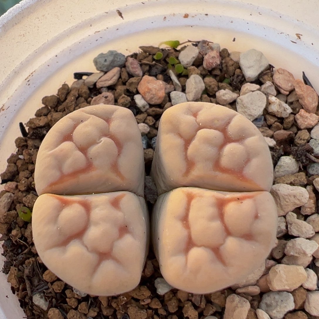 114多肉植物百科植物