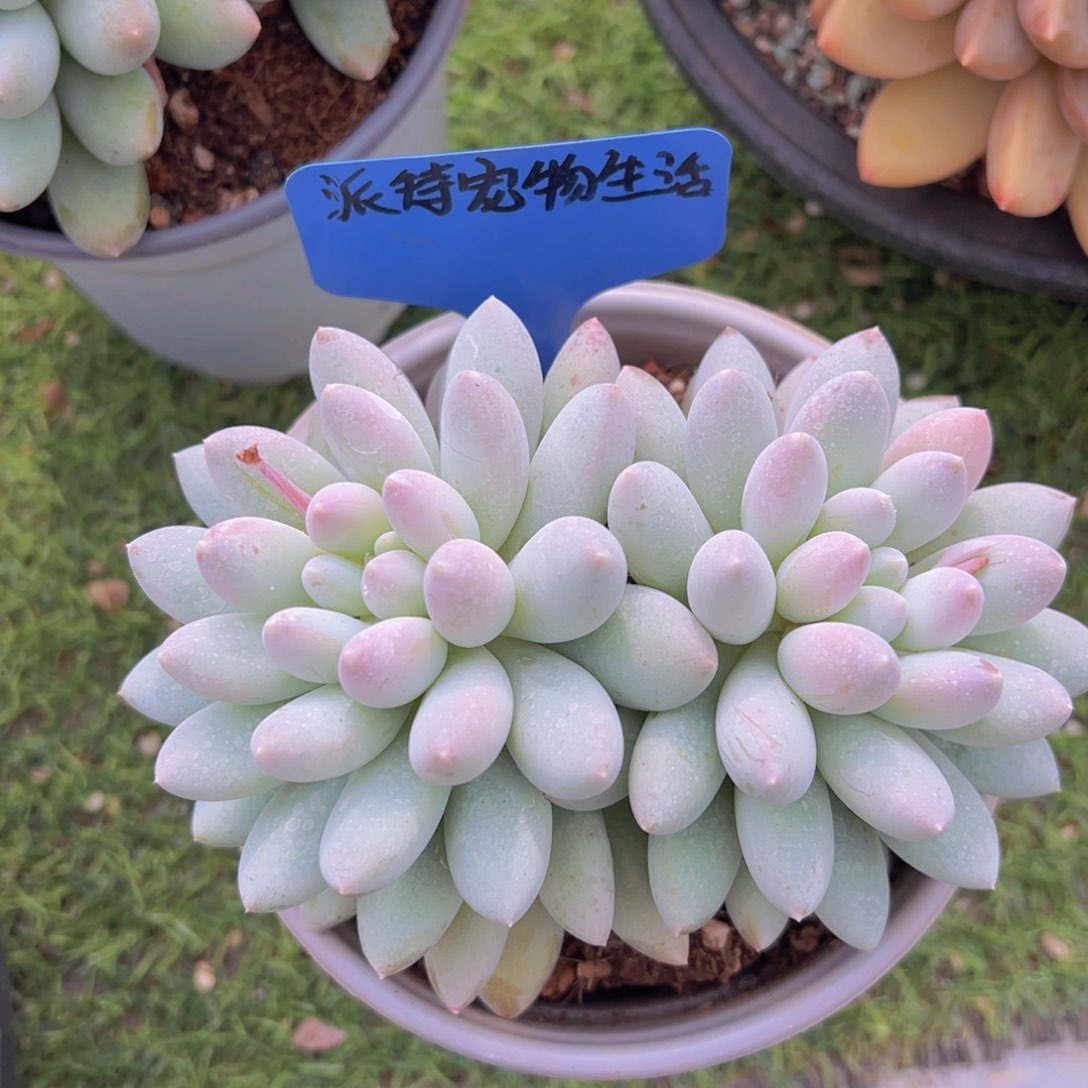 香玉的故事是一个人的