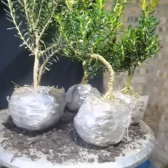 鸡***佬无花朵贵州米叶黄杨