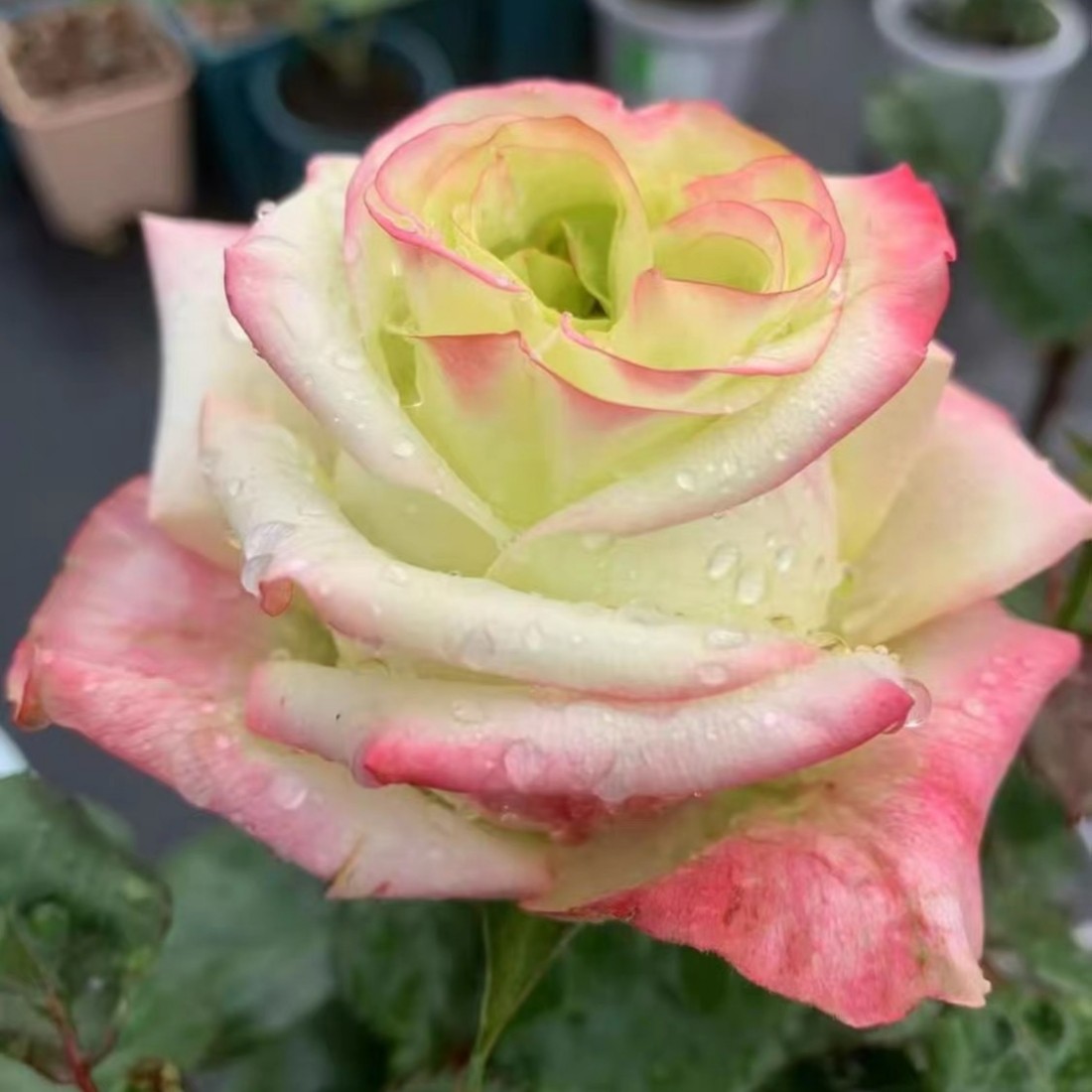 【超新品】旅行 云南玫瑰花苗大花浓香四季开花卉绿植盆栽植物
