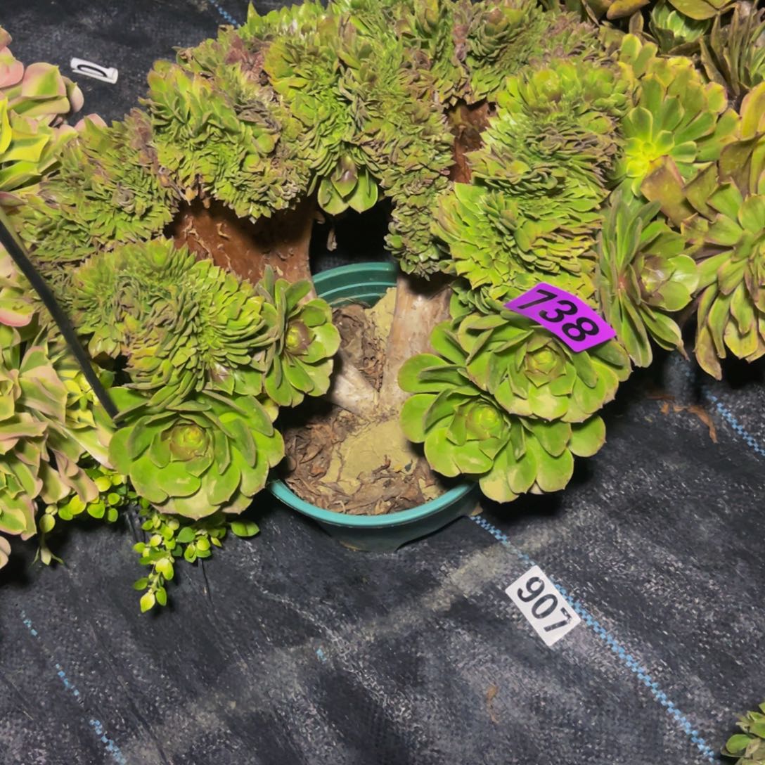 万圣节法师14///—-4包邮