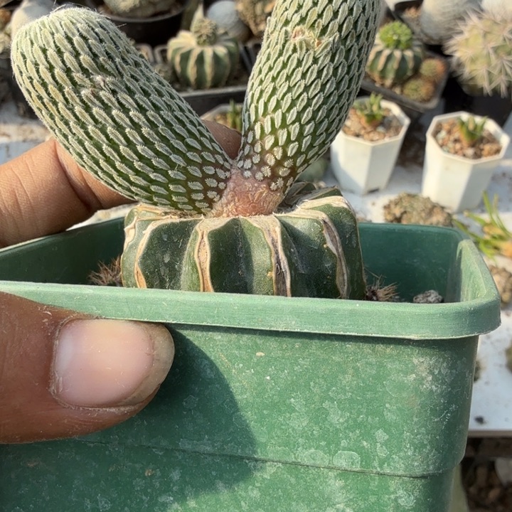 精巧丸子仙人球开花