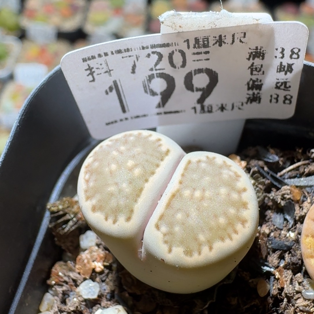 Sss精品花清货了199