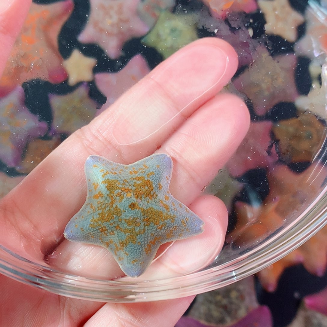 海水鱼海燕海星派大星