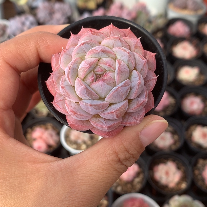 精控甘露单头多肉