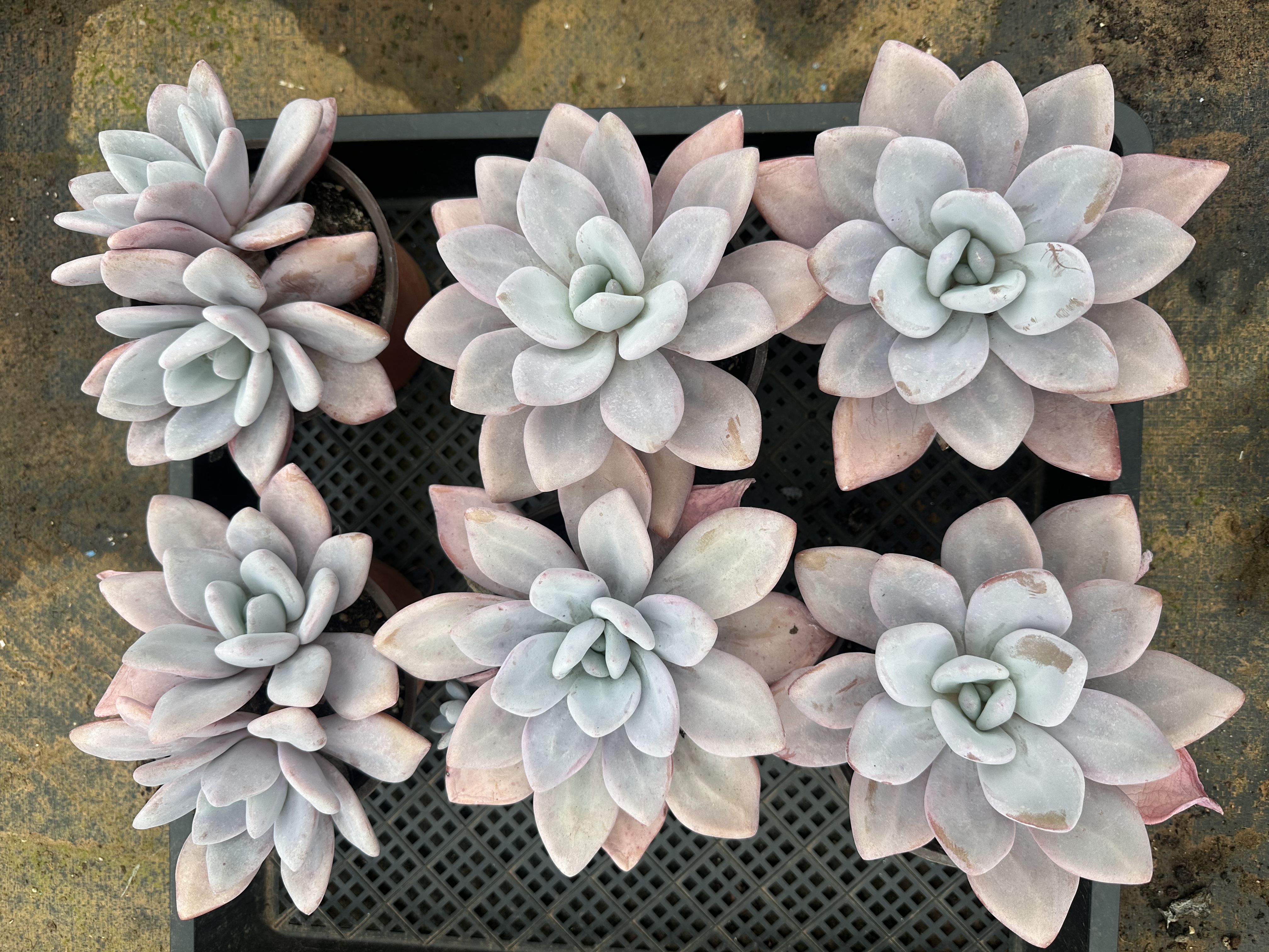 粉兔多肉阳台植物，六颗一组包邮非偏远地区